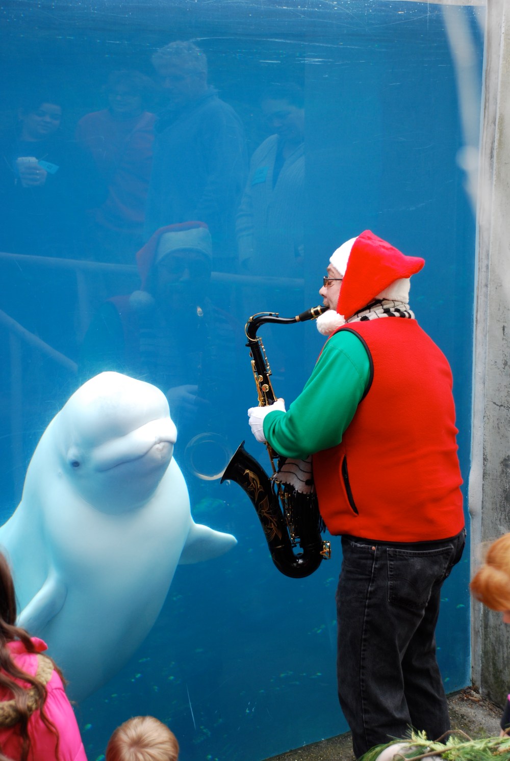 The belugas loved their live local musicians.  Lots of good vibrations for all!