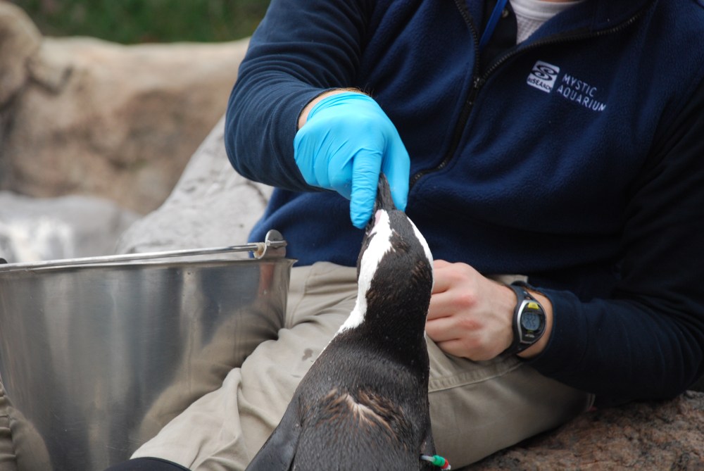 No candy canes for the Penguins but they love their fishy treats.