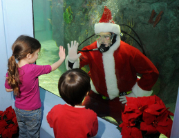 Diving Santa at Mystic Aquarium.  Photo courtesy of Mystic Aquarium