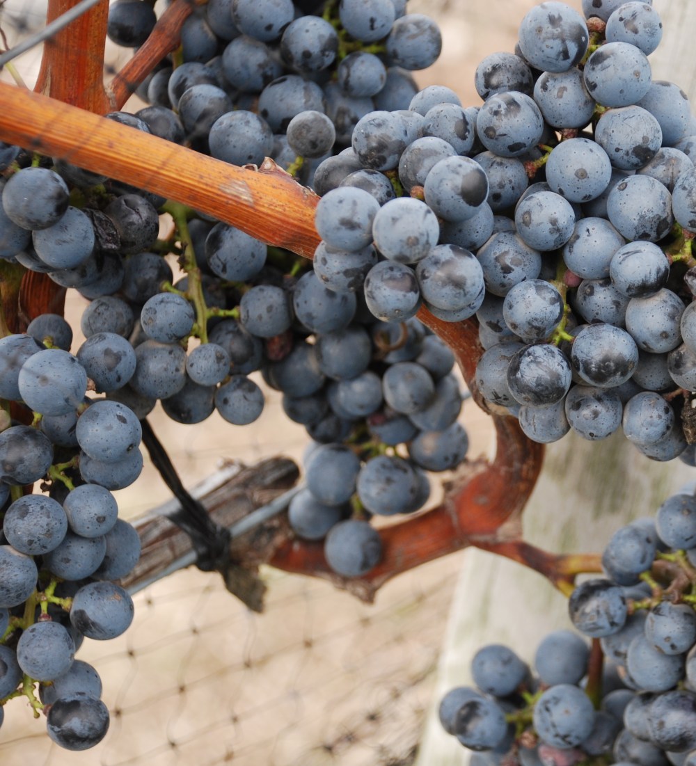 Grapes at Kontokosta Winery in the North Fork region of Long Island.