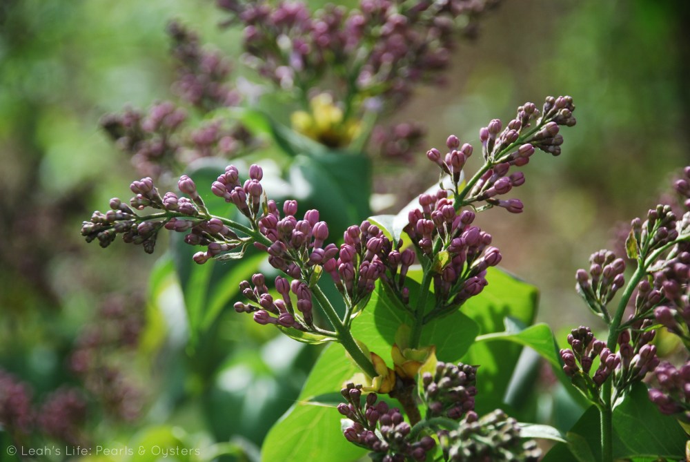lilac buds