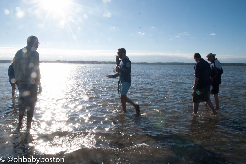 Guests are brought over to the oyster flats to see where and how the Plymouth Bay Oysters are raised.