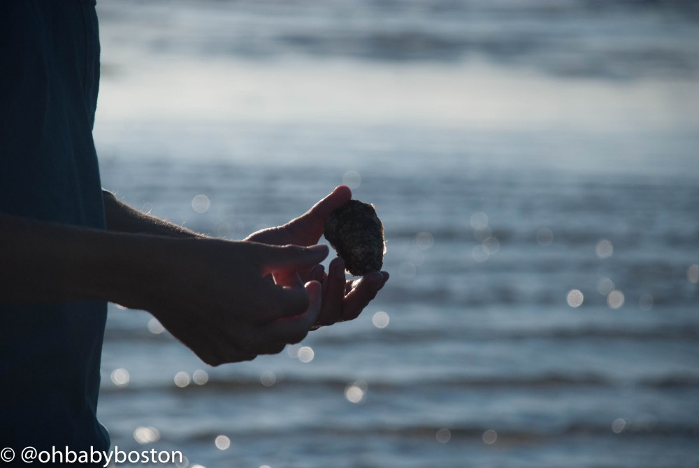 Connor Doyle and his family are the Plymouth Rock Oyster Growers. Here Connor shows the progression of oyster growth.